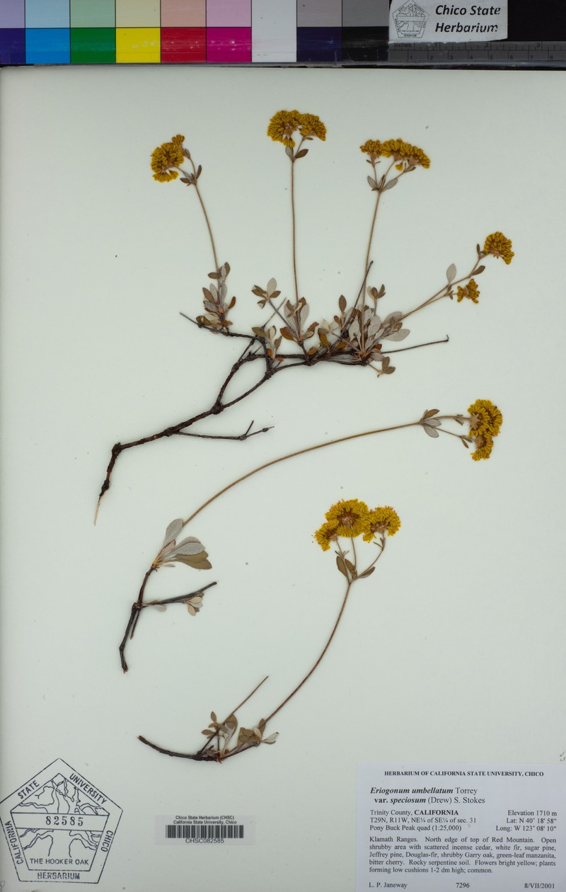 Eriogonum umbellatum var. speciosum photo 4