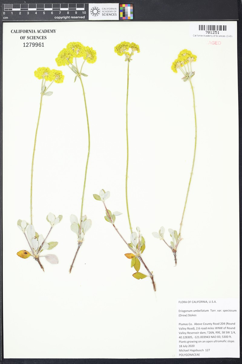 Eriogonum umbellatum var. speciosum