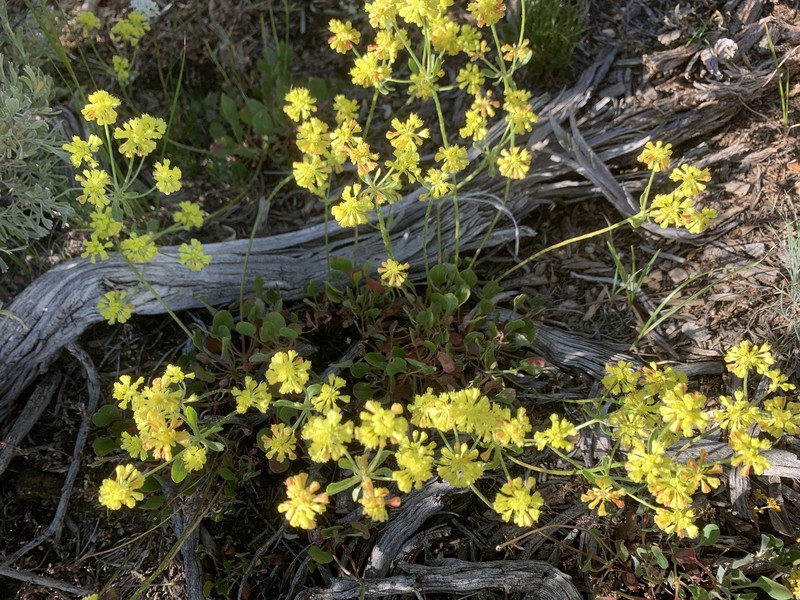 Eriogonum umbellatum var. stragulum