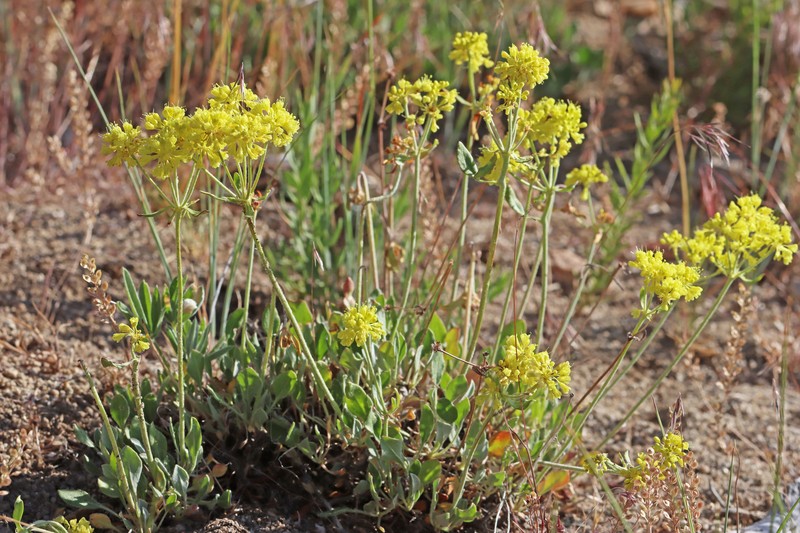 Eriogonum umbellatum var. stragulum photo 2