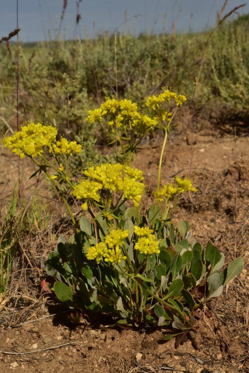 Eriogonum umbellatum var. stragulum photo 3