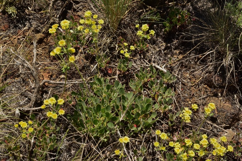 Eriogonum umbellatum var. stragulum photo 4