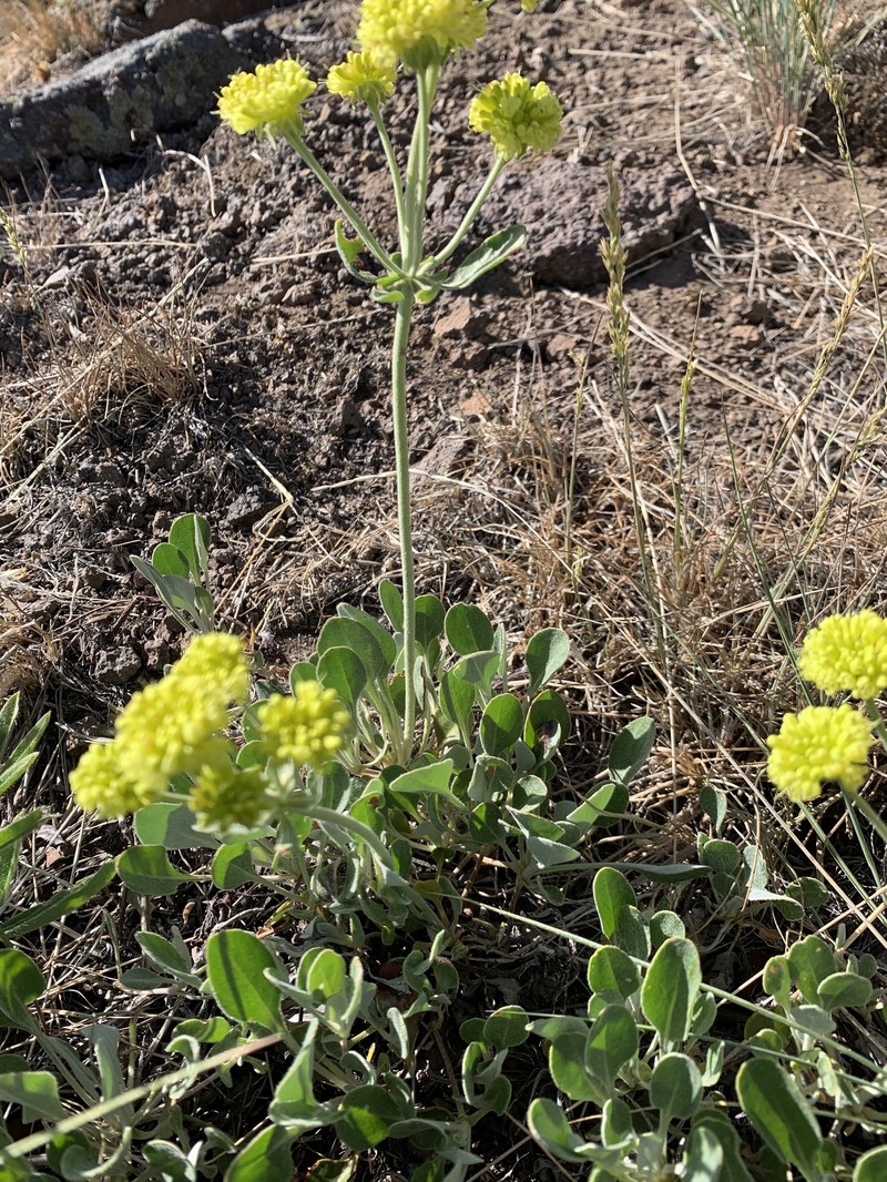 Eriogonum umbellatum var. stragulum photo 5