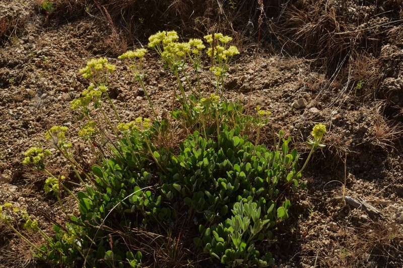 Eriogonum umbellatum var. stragulum photo 6