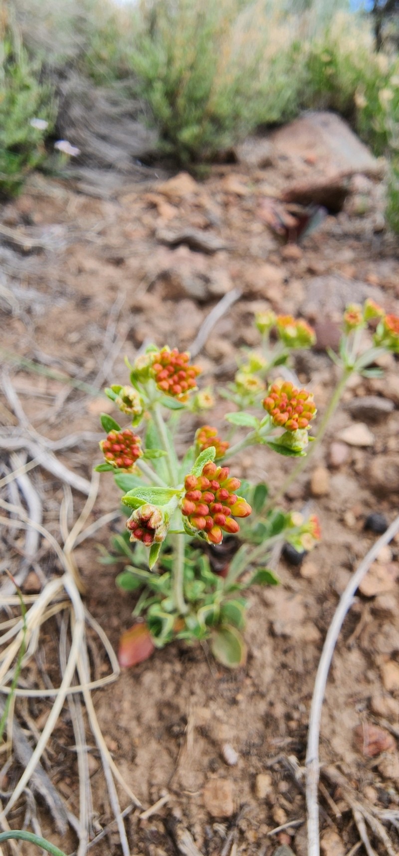 Eriogonum umbellatum var. subaridum