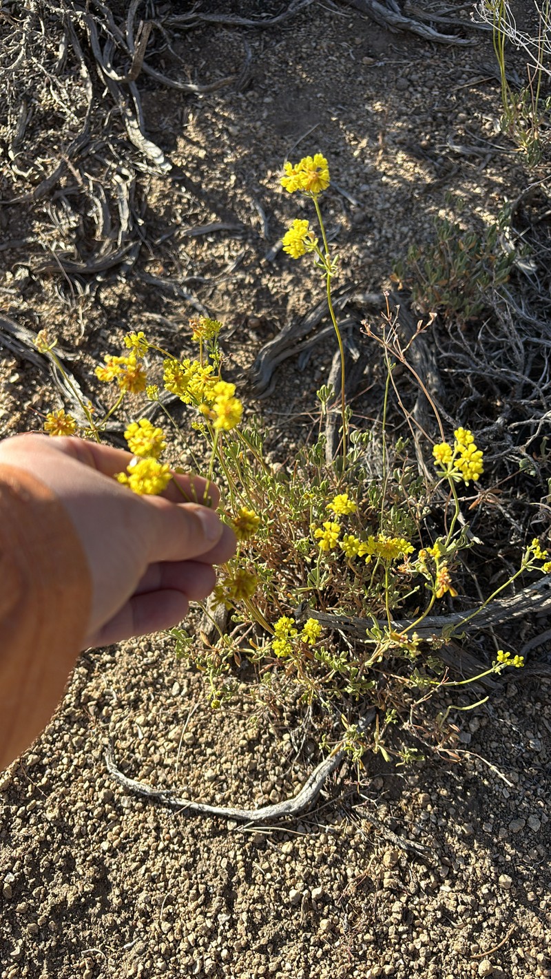 Eriogonum umbellatum var. subaridum photo 2