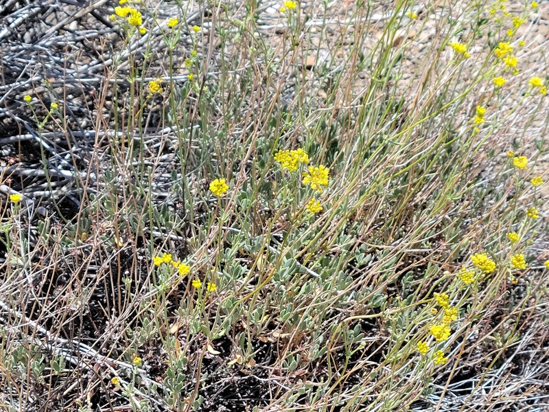 Eriogonum umbellatum var. subaridum photo 3