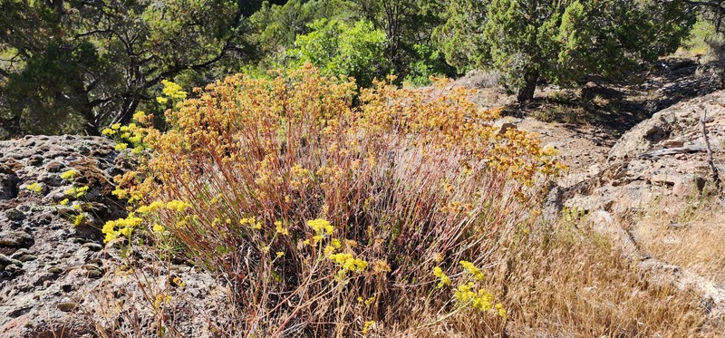 Eriogonum umbellatum var. subaridum photo 4