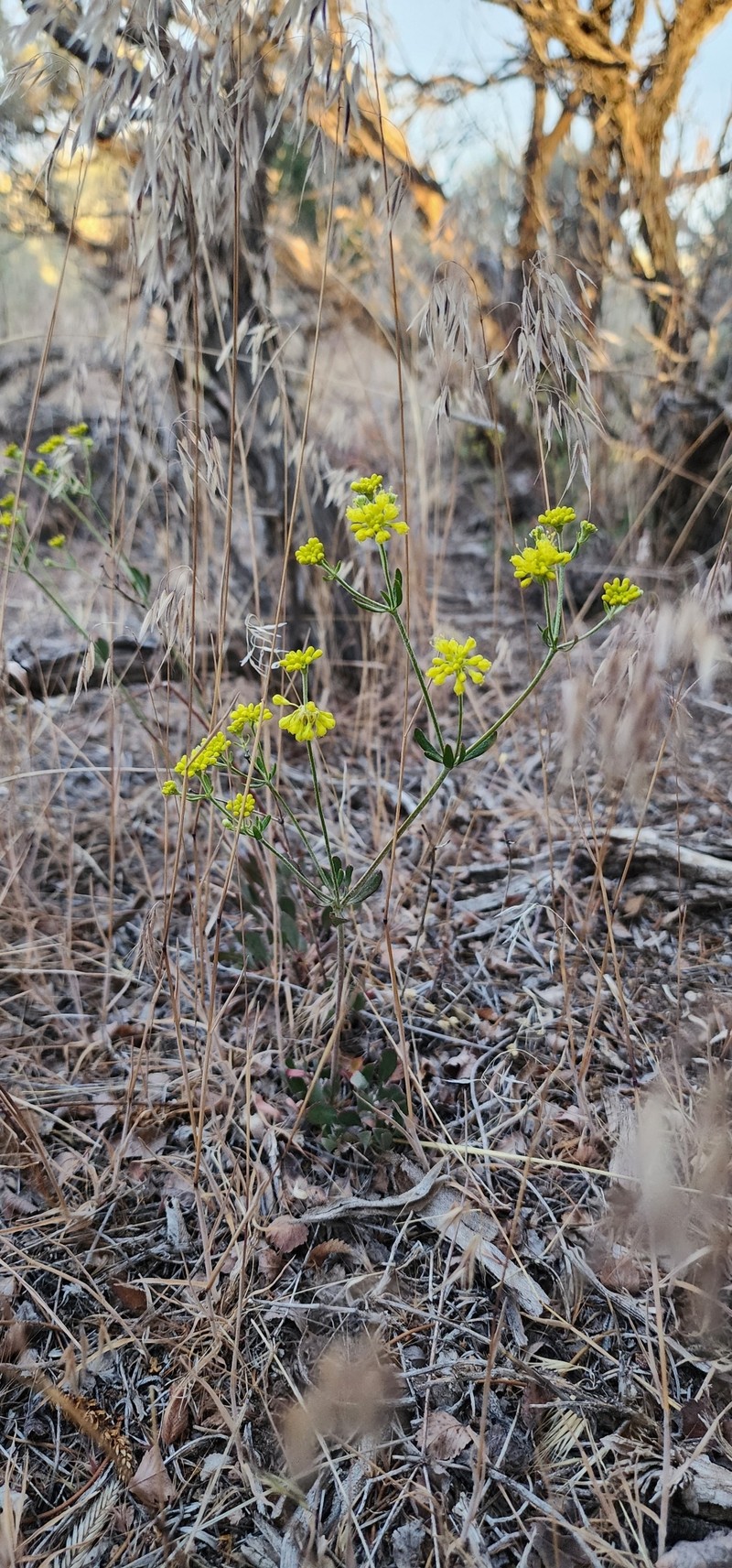 Eriogonum umbellatum var. subaridum photo 5