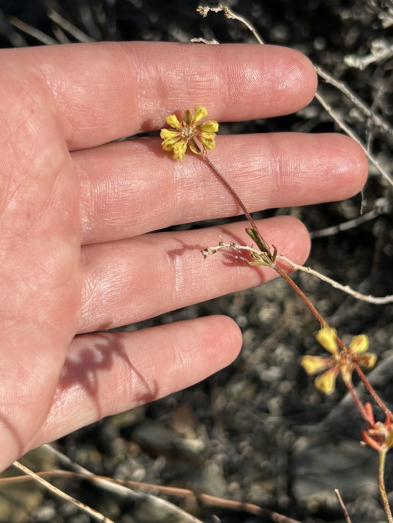 Eriogonum umbellatum var. subaridum photo 6