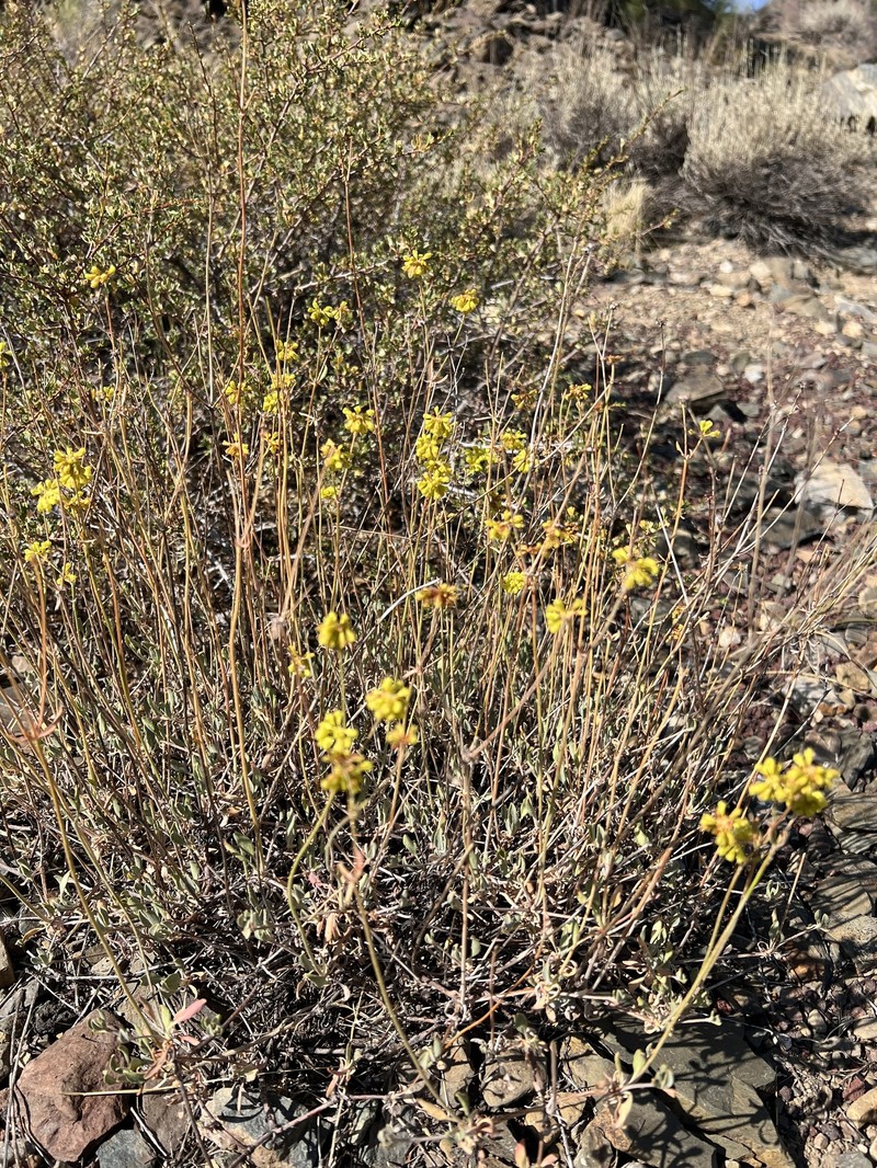 Eriogonum umbellatum var. subaridum photo 7