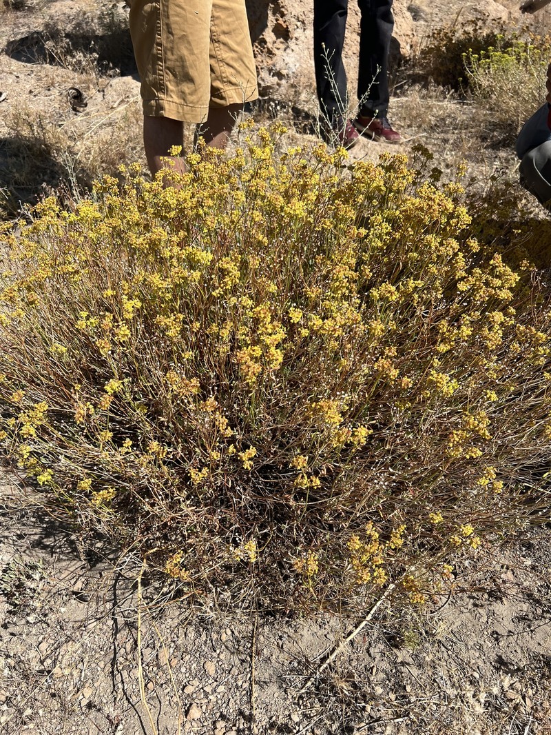 Eriogonum umbellatum var. subaridum photo 8