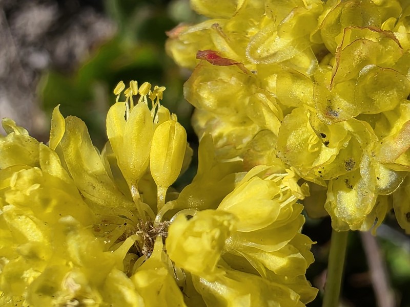 Eriogonum umbellatum var. torreyanum