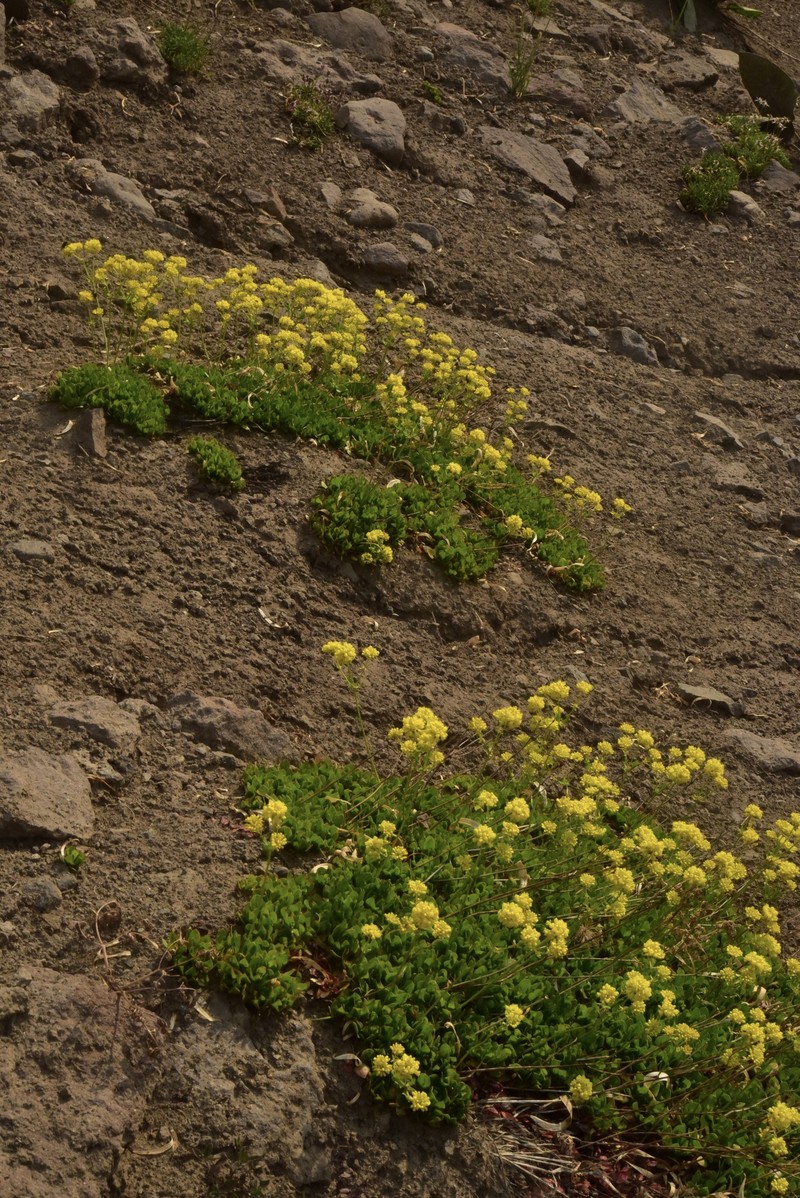 Eriogonum umbellatum var. torreyanum photo 2