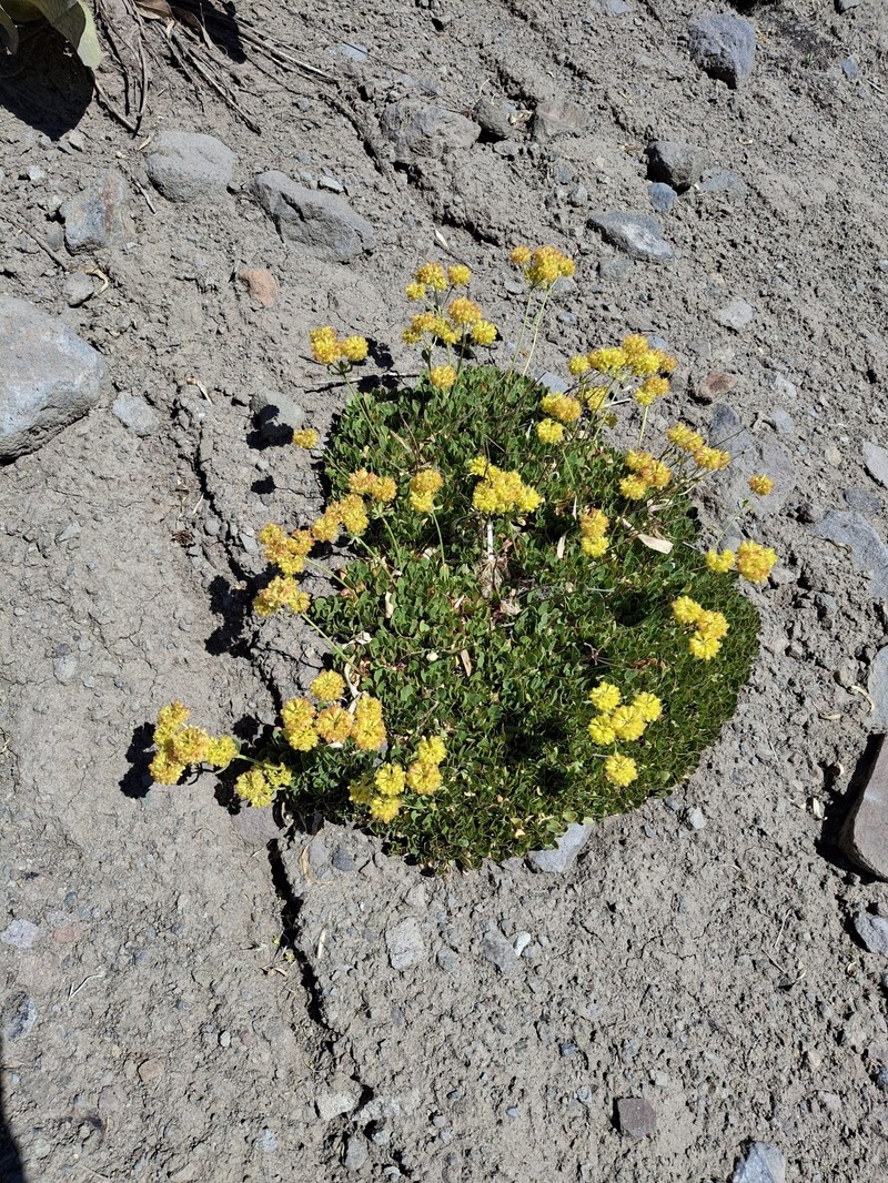 Eriogonum umbellatum var. torreyanum photo 3