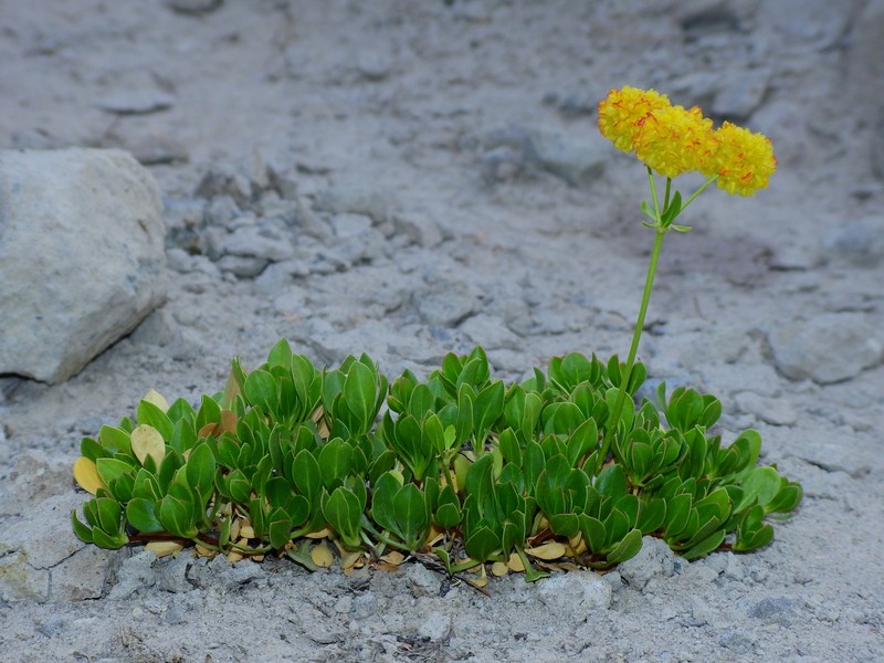 Eriogonum umbellatum var. torreyanum photo 4