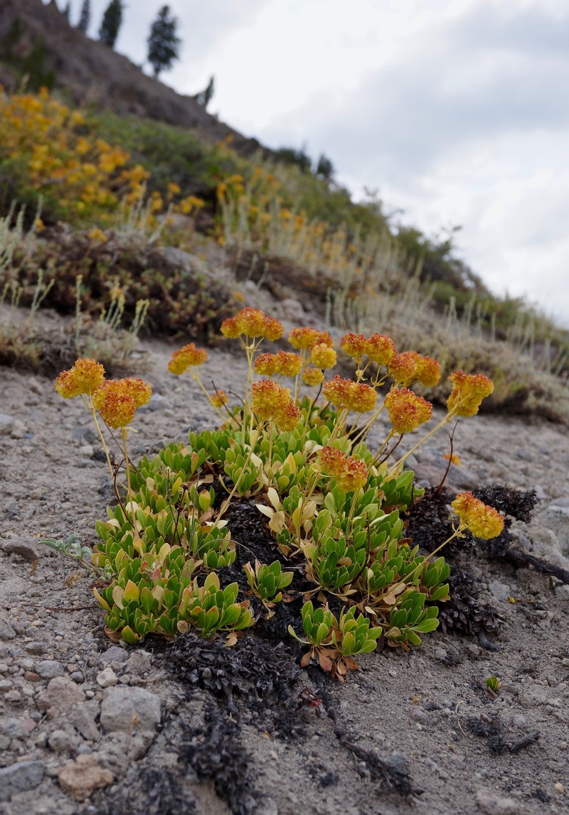Eriogonum umbellatum var. torreyanum photo 5