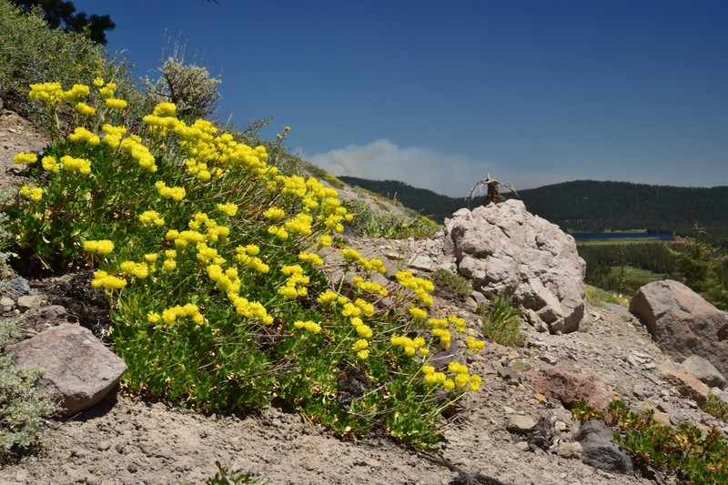 Eriogonum umbellatum var. torreyanum photo 6