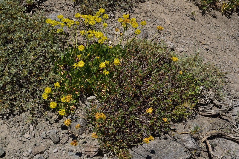 Eriogonum umbellatum var. torreyanum photo 7