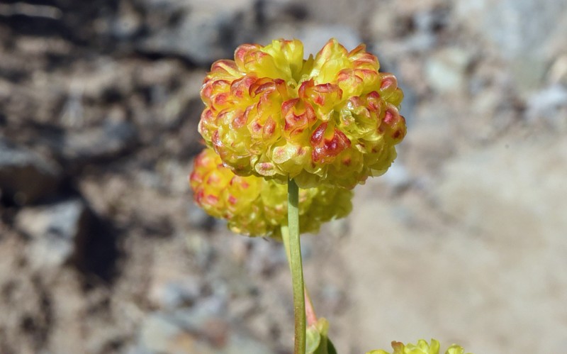 Eriogonum umbellatum var. torreyanum photo 8