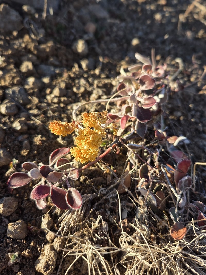 Eriogonum umbellatum var. umbellatum