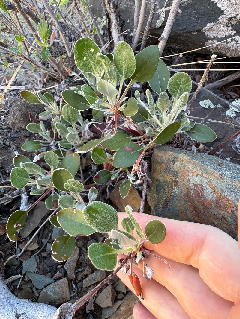 Eriogonum umbellatum var. umbellatum photo 2