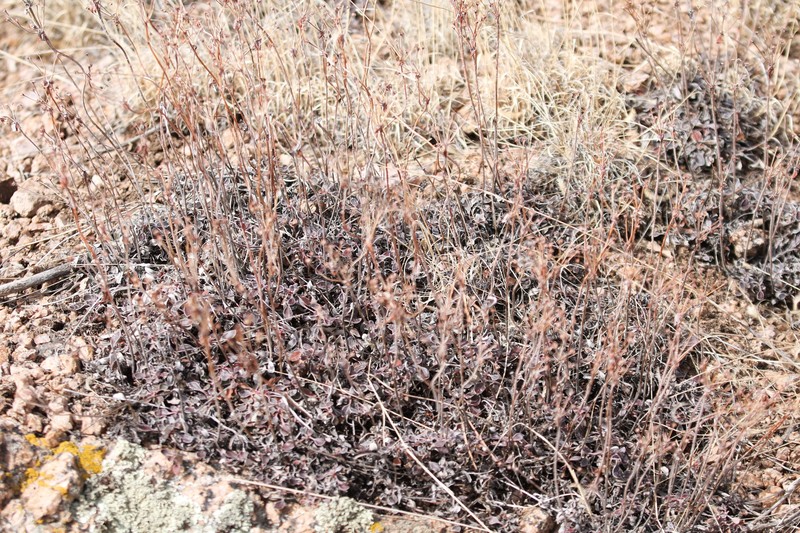 Eriogonum umbellatum var. umbellatum photo 3