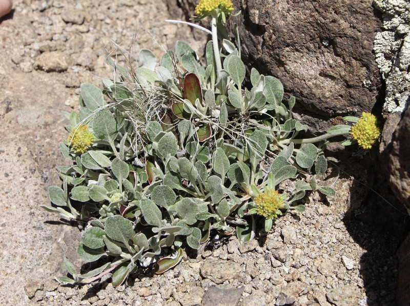 Eriogonum umbellatum var. umbellatum photo 4