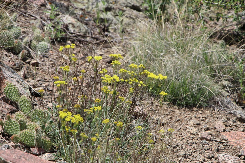 Eriogonum umbellatum var. umbellatum photo 5
