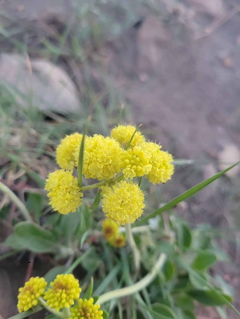 Eriogonum umbellatum var. umbellatum photo 6