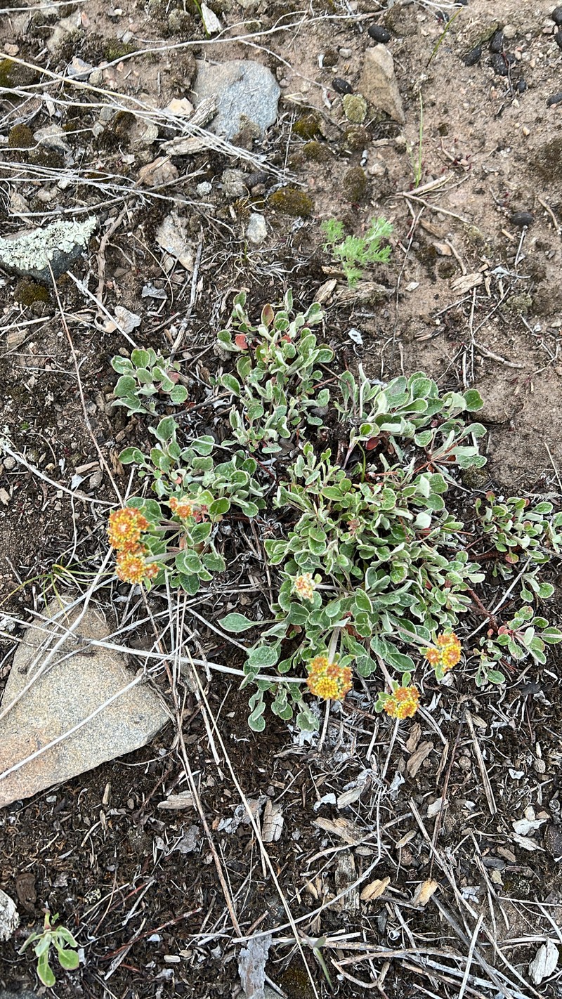 Eriogonum umbellatum var. umbellatum photo 7