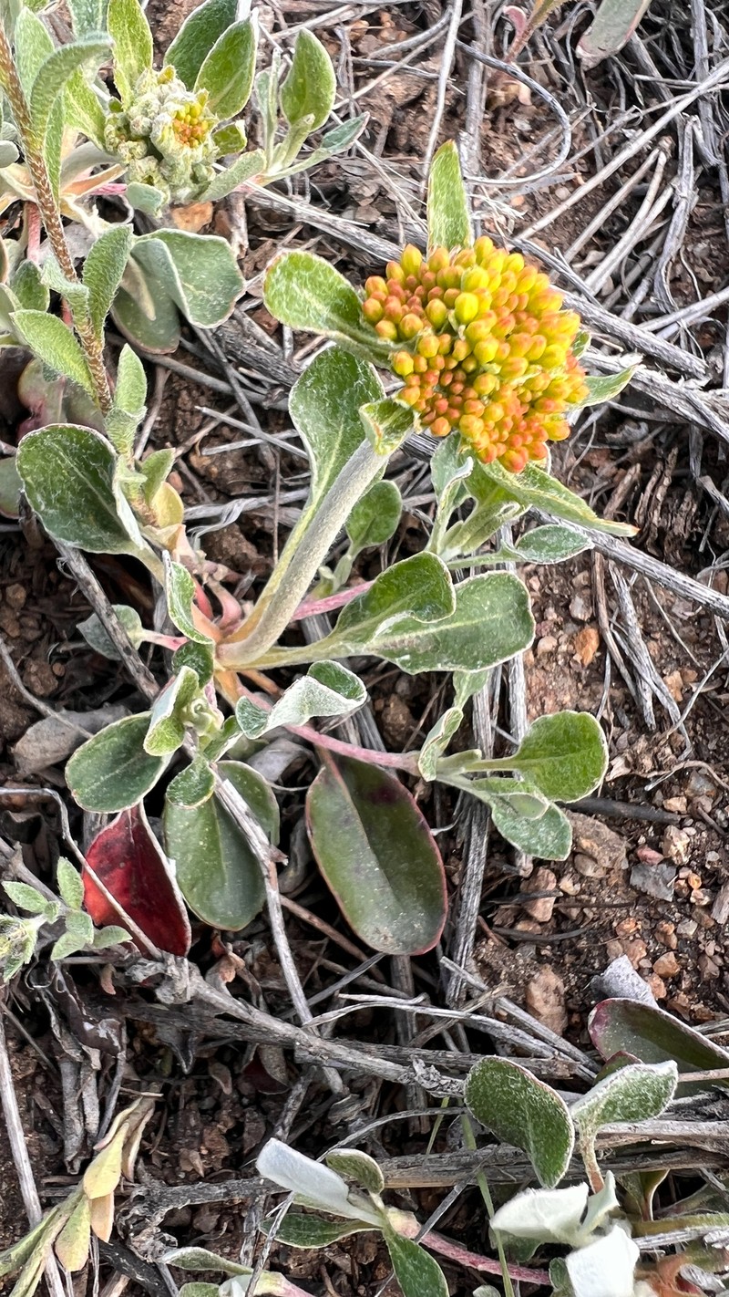 Eriogonum umbellatum var. umbellatum photo 8