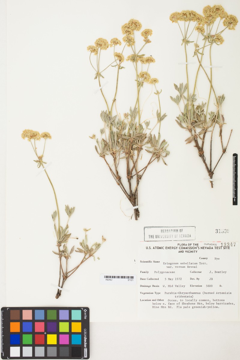 Eriogonum umbellatum var. vernum photo 3
