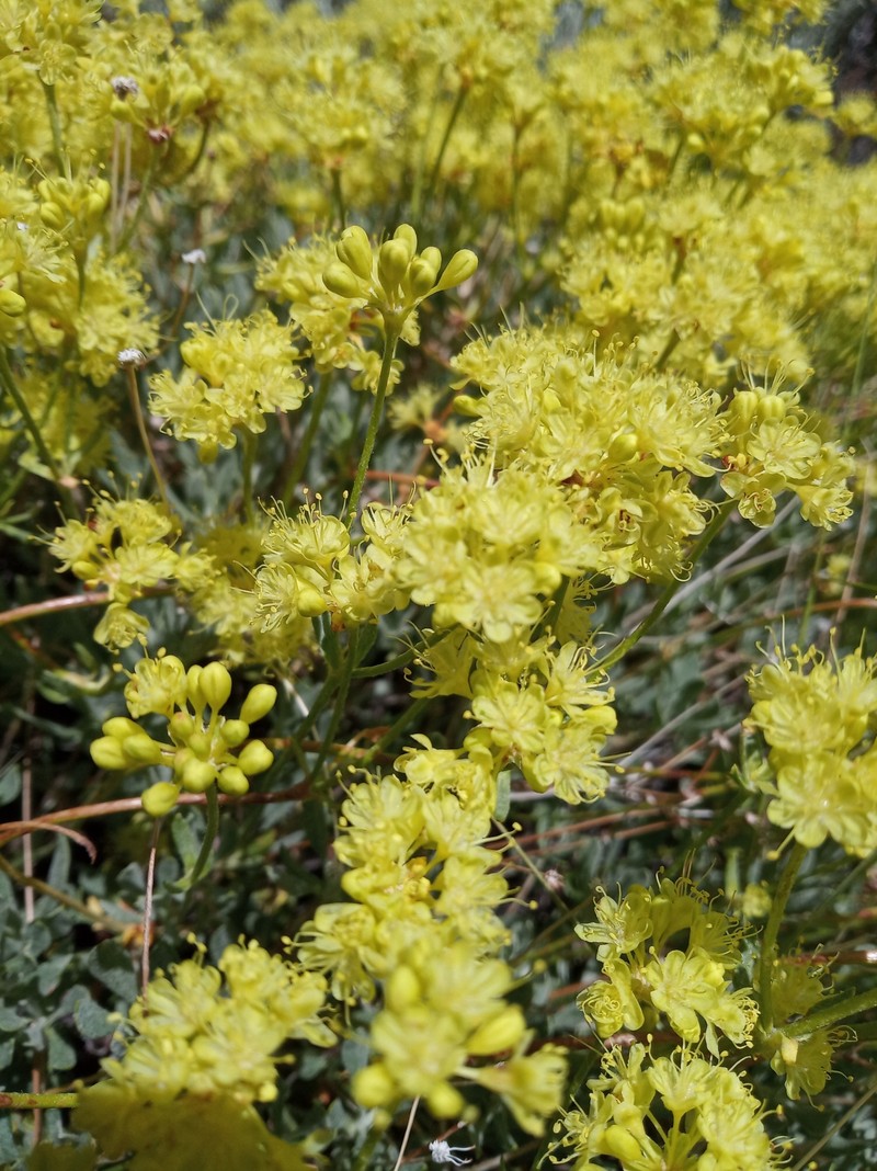 Eriogonum umbellatum var. vernum