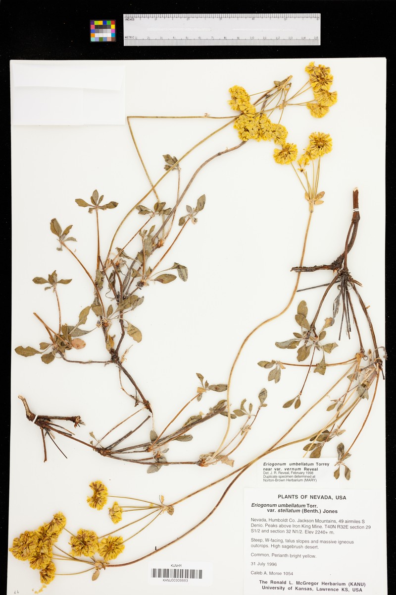 Eriogonum umbellatum var. vernum photo 2