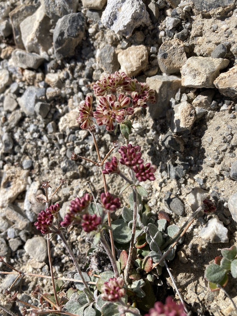 Eriogonum umbellatum var. versicolor
