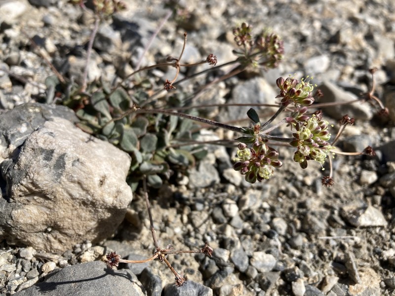 Eriogonum umbellatum var. versicolor photo 2
