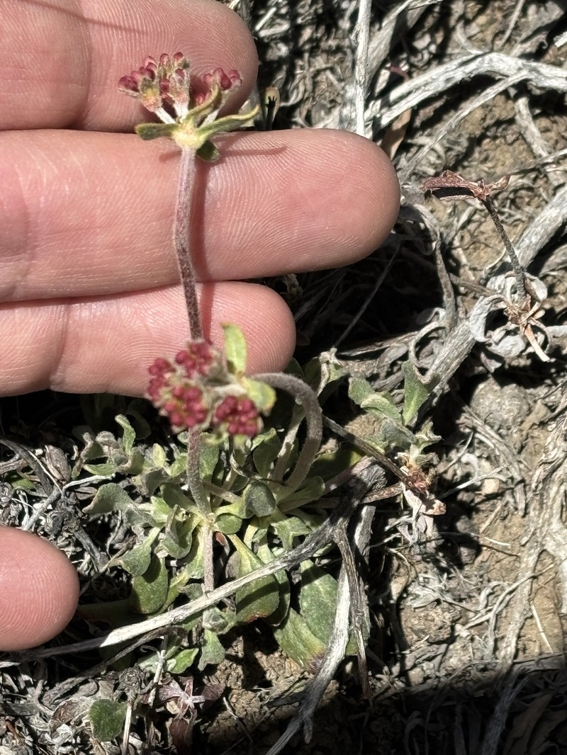 Eriogonum umbellatum var. versicolor photo 3