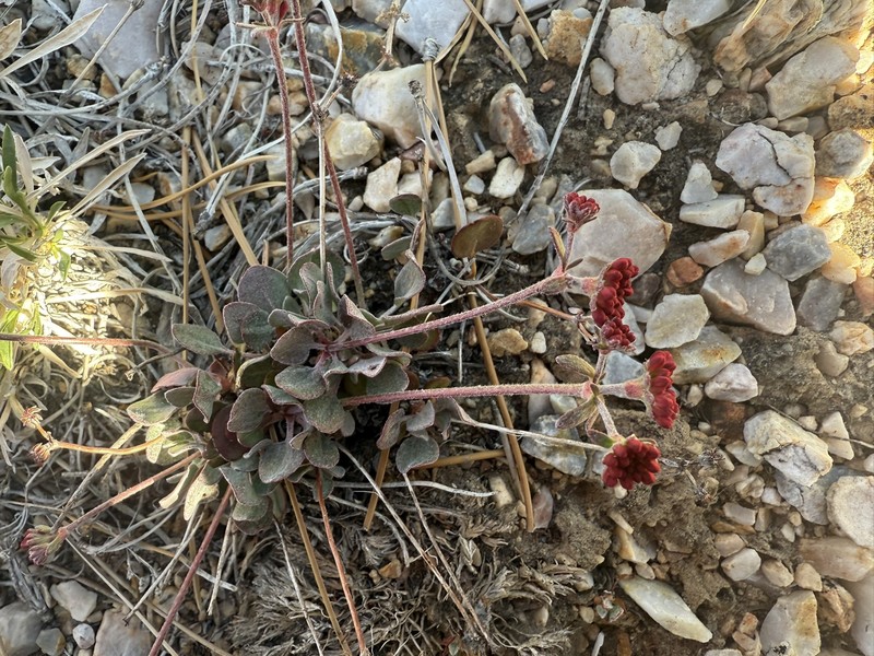 Eriogonum umbellatum var. versicolor photo 4