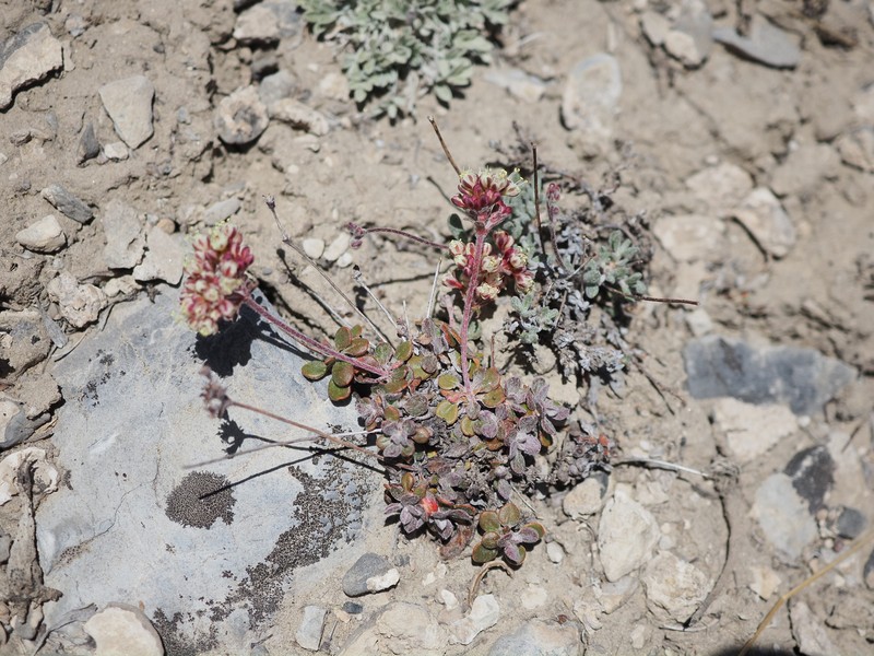 Eriogonum umbellatum var. versicolor photo 5