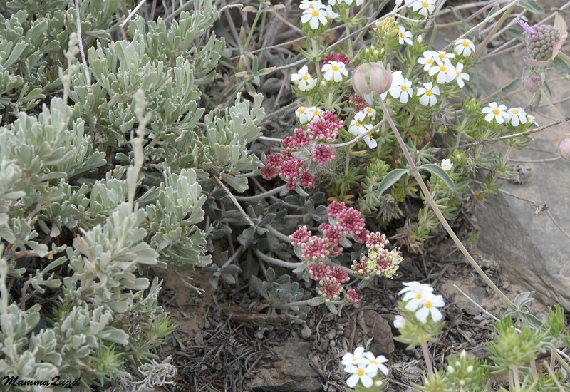 Eriogonum umbellatum var. versicolor photo 6