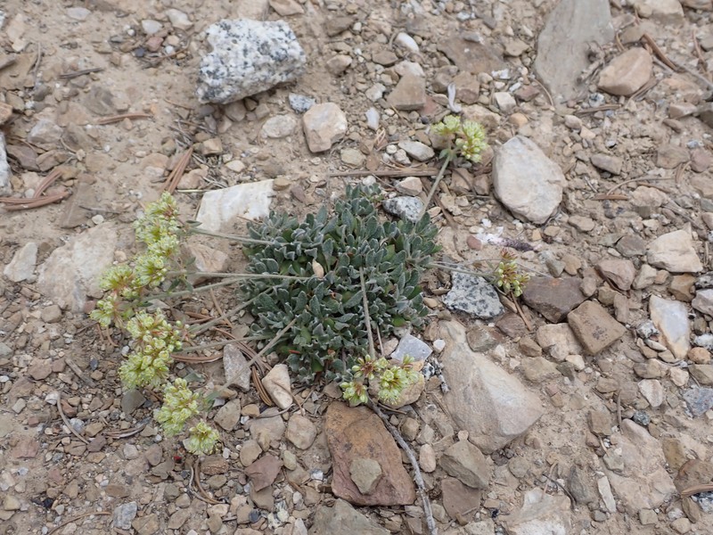 Eriogonum umbellatum var. versicolor photo 7