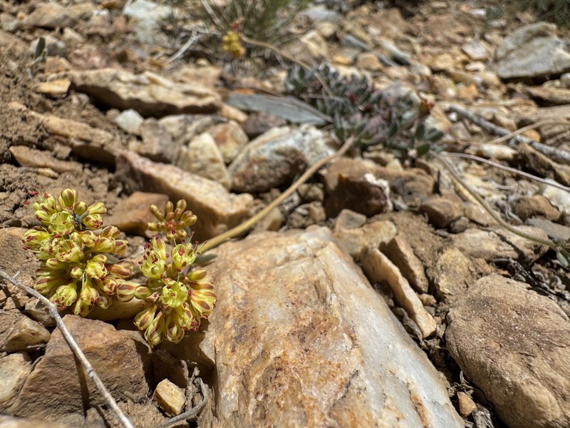 Eriogonum umbellatum var. versicolor photo 8