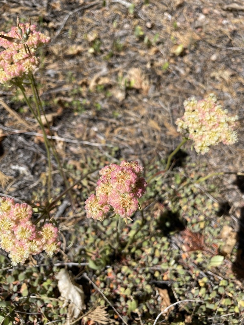Bear Valley Buckwheat photo 2