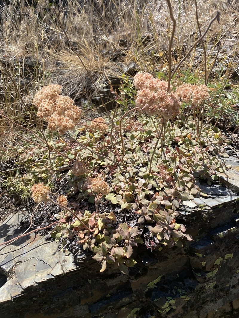 Bear Valley Buckwheat photo 3