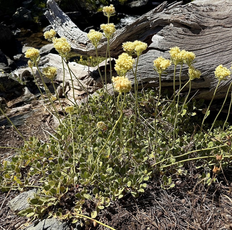 Bear Valley Buckwheat photo 4