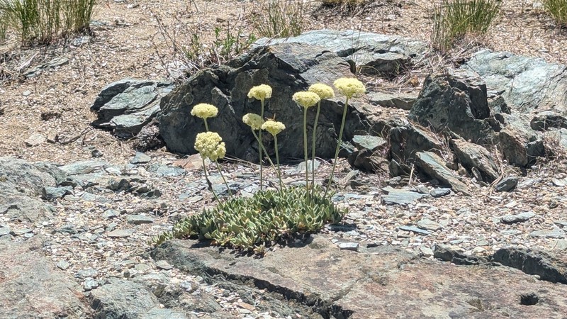 Bear Valley Buckwheat photo 5