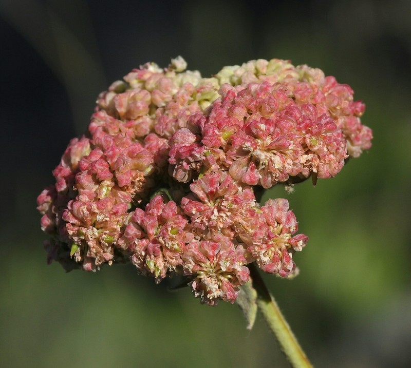 Bear Valley Buckwheat photo 6