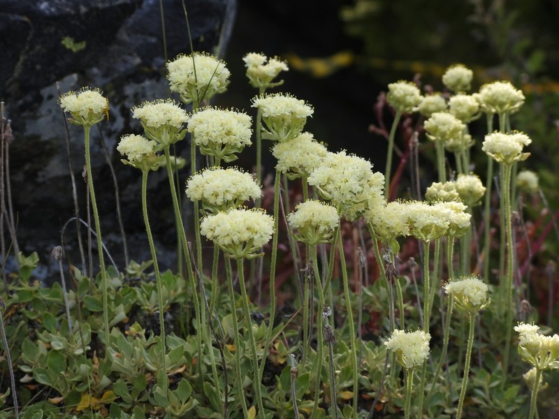 Bear Valley Buckwheat photo 7