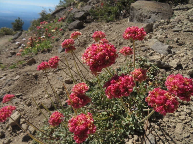 Bear Valley Buckwheat photo 8